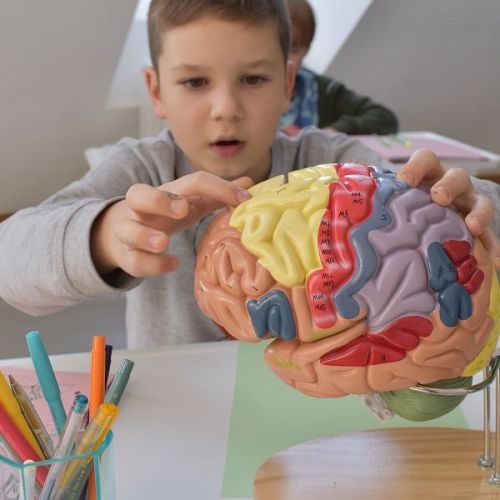 #brainstudy 2.jpeg