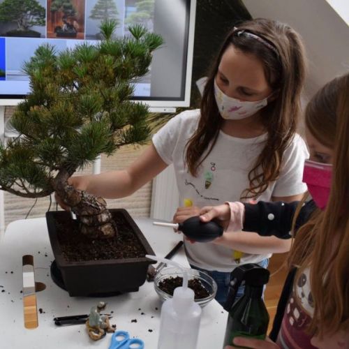 Grow a bonsai 4.jpeg