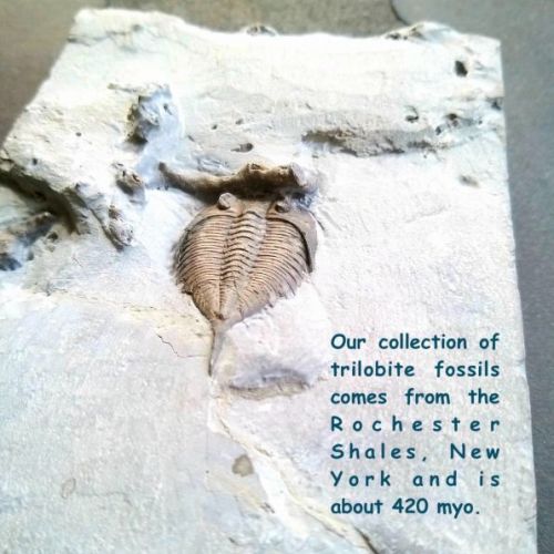 fossil.jpeg